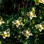 Guirnalda Mariposas
